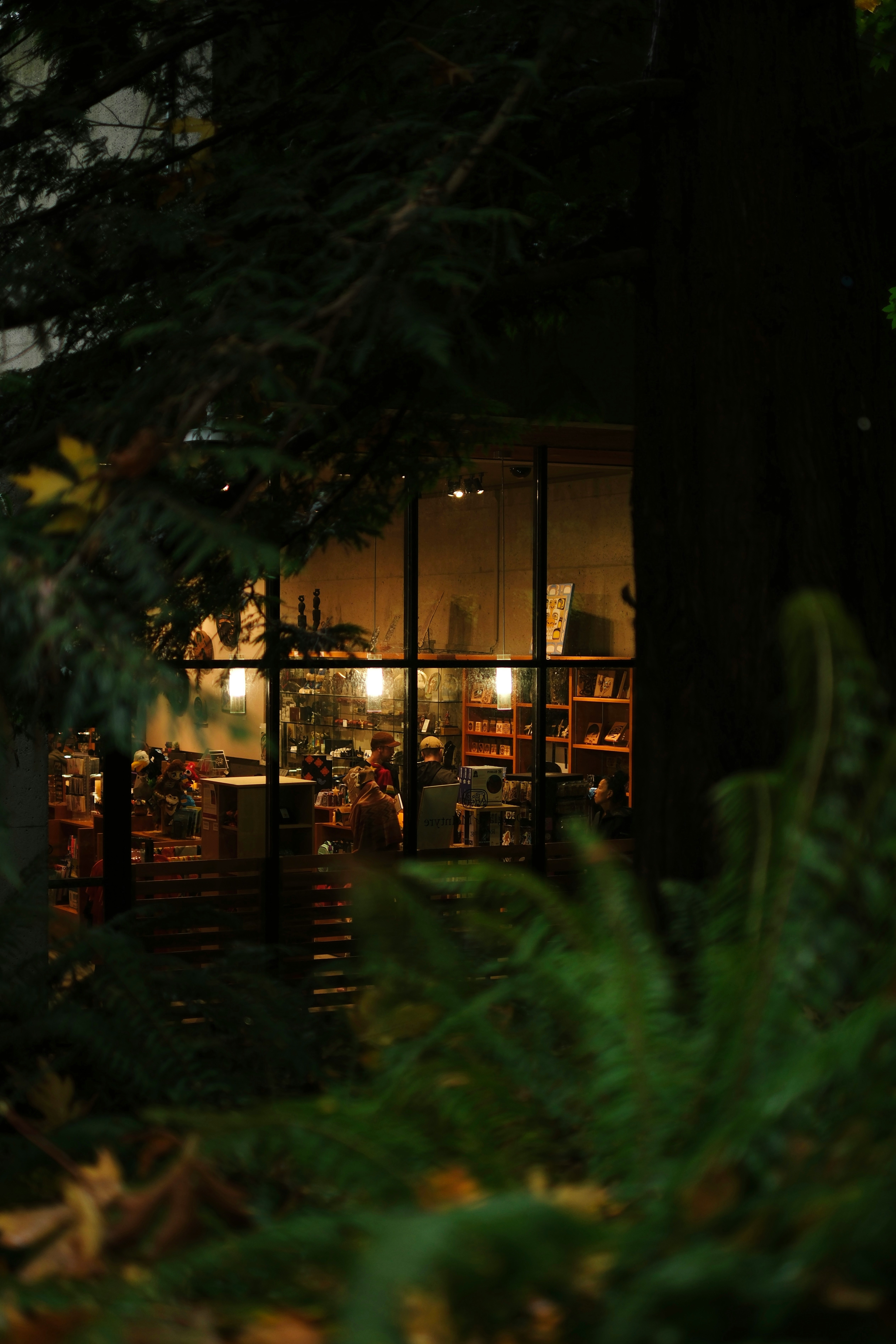 Warmly lit storefront seen through trees at night
